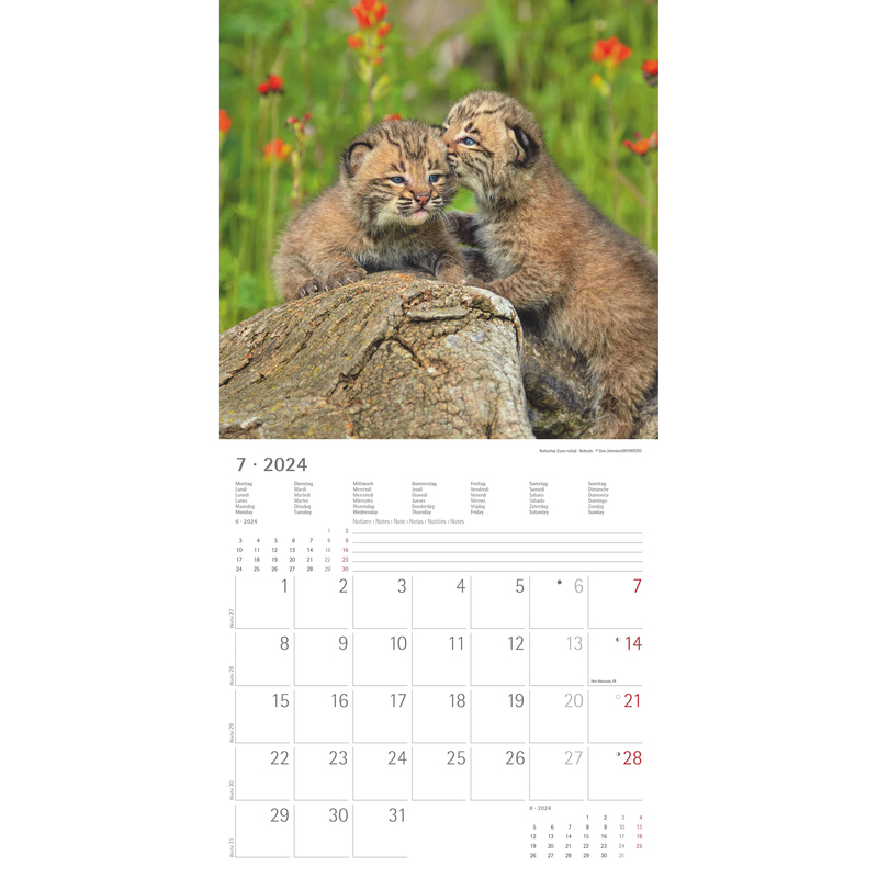 calendrier illustrés 2024 bébés animaux, 1 mois / page 