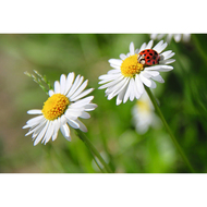 ABC Glückwunschkarte, B6, Marienkäfer auf Gänseblümchen - 7611119252711_01_owiba