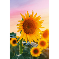 ABC Glückwunschkarte, B6, Sonnenblumen im Feld - 7611119212128_01_owiba