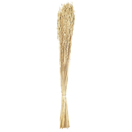 Trockenblume, 90 cm