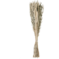 Trockenblume Caraquet, 45 cm