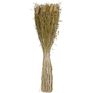Trockenblume Caraquet, 50 cm