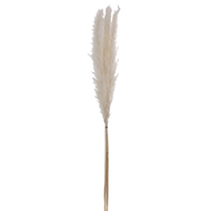 Trockenblume Caraquet, 70 cm