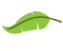 Grünes Palmenblatt