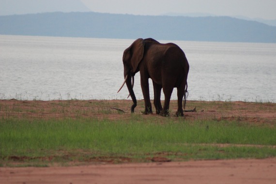Ein Elefant, der im Rahmen des Kariba Waldschutz Projekts in Simbabwe geschützt wird.