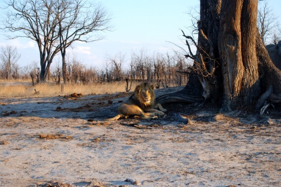 Ein Löwe, der im Rahmen des Kariba Waldschutz Projekts in Simbabwe geschützt wird.