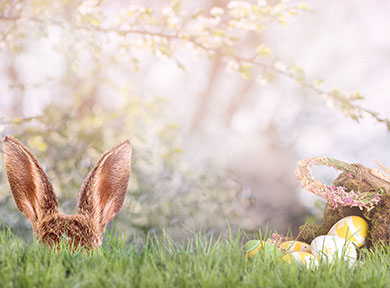 Osterhase