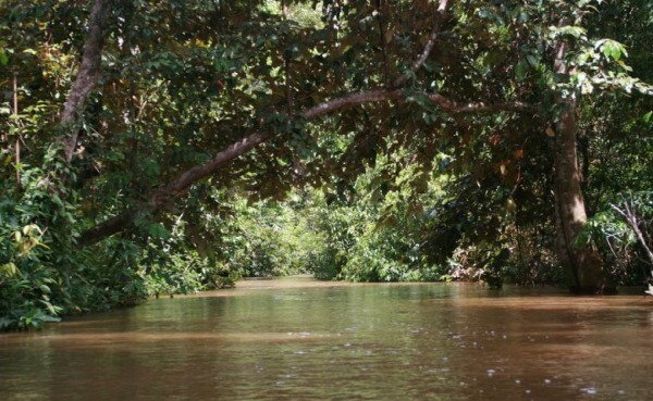 Fluss durch den Rimba Raya Wald