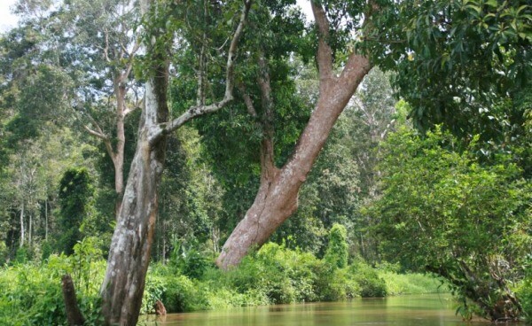 Fluss im Rimba Raya Wald
