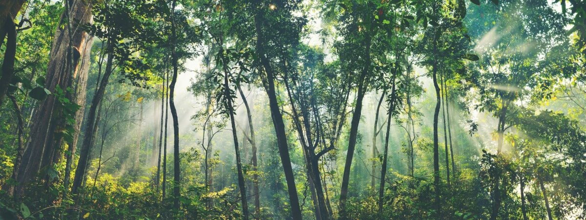 Sonnendurchleuchteter Wald