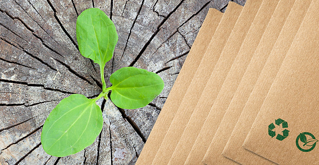 Aus einem Baumstumpf mit braunen Recycling-Umschlägen wächst eine junge grüne Pflanze