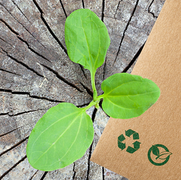 Eine junge Pflanze mit grünen Blättern spriesst aus einem Baumstumpf. Daneben ist ein Teil eines braunen Umschlages mit Recycling-Symbol zu sehen.